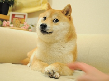 Logo registered for kbsu on DoggyMarket as of 17 September 2026